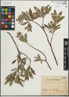 Foto von Salix glauca L. x Salix myrsinites L.